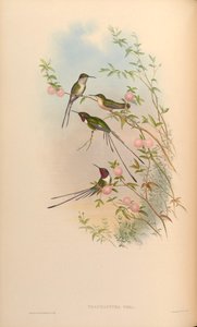 Thaumastura cora door John Gould